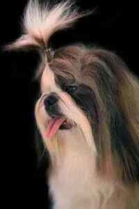 Shih Tzu dog