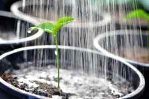 water plants